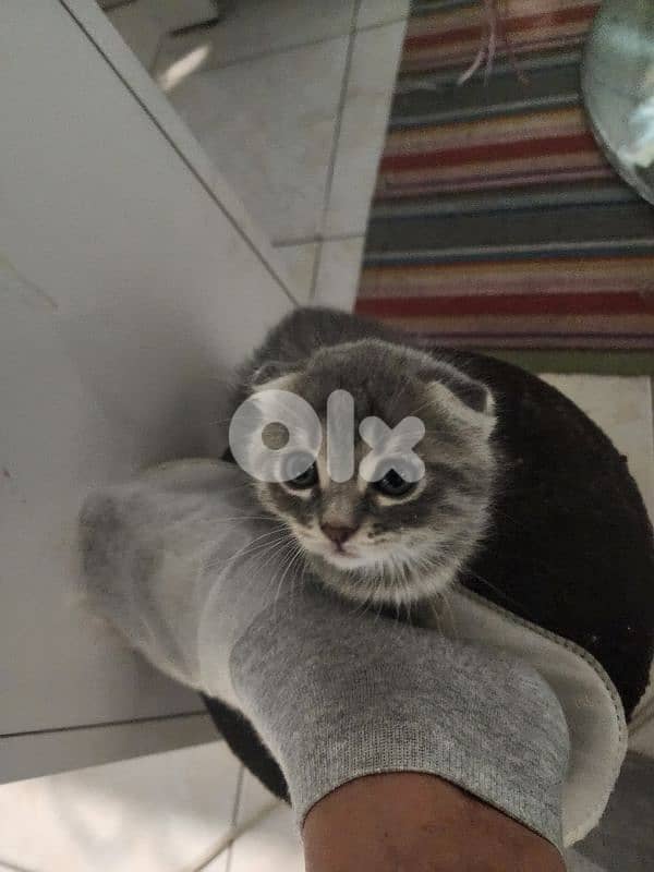 Scottish fold X bangal kittens 8