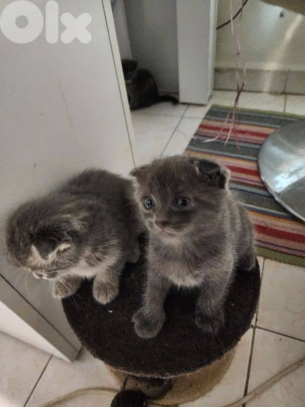 Scottish fold X bangal kittens 9
