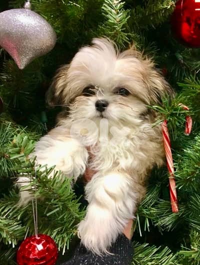 Cutest Shih Tzu puppy imported