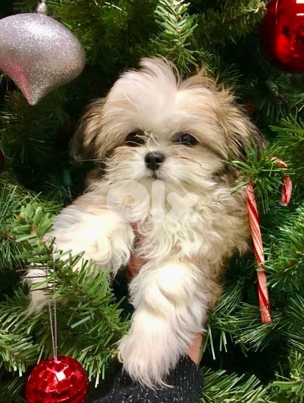 Cutest Shih Tzu puppy imported 0