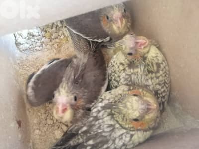 فراخ كروان للبيع