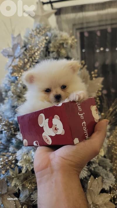 pomeranian teacup toy face
