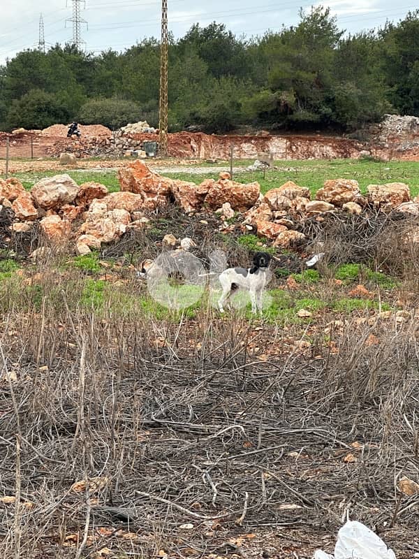 hunting dog pointer 1