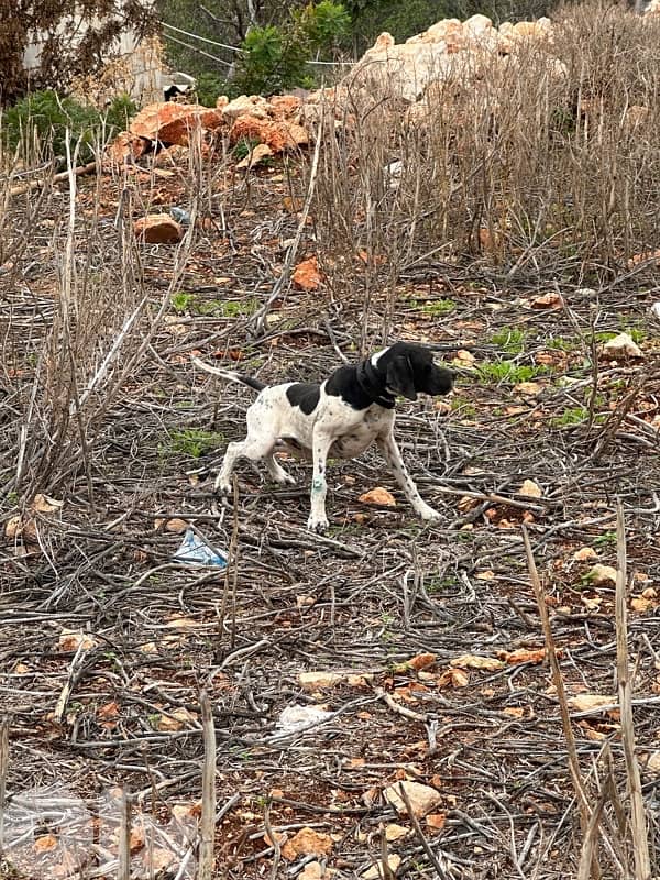 hunting dog pointer 2