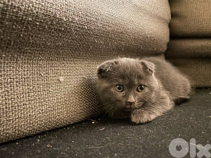 Scottish/bangal mix kittens for sale 2