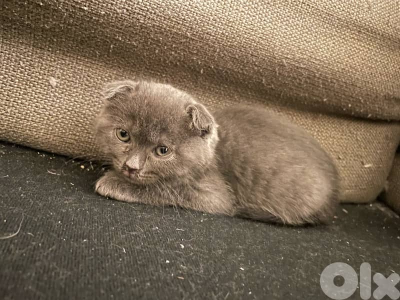 Scottish/bangal mix kittens for sale 3