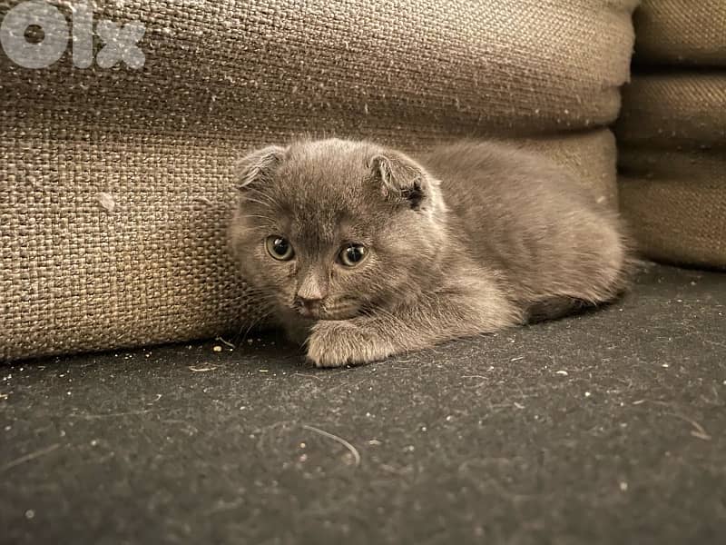 Scottish/bangal mix kittens for sale 10