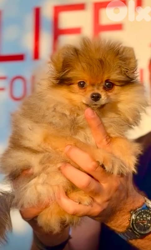 Adorable Orange Teacup Pomeranian puppy 0