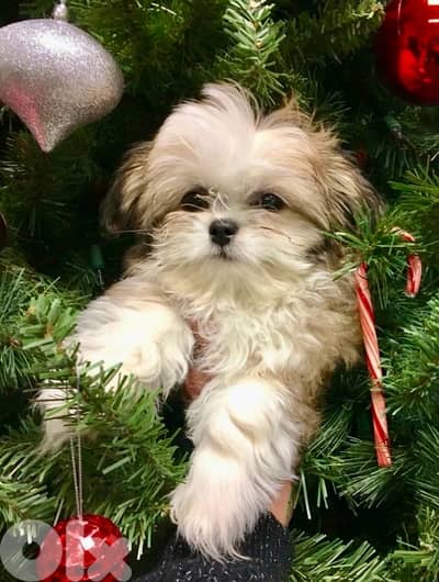 Adorable small Shihtzu puppy imported