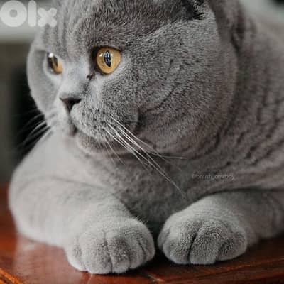 scottish male for sale 70485808