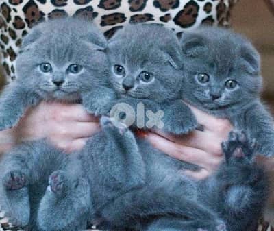 scottish kitten 70485808