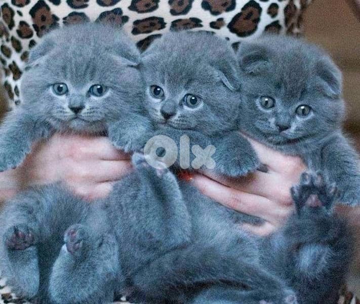 scottish kitten 70485808 0