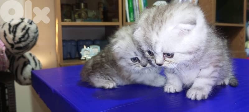 scottish kitten 70485808 1