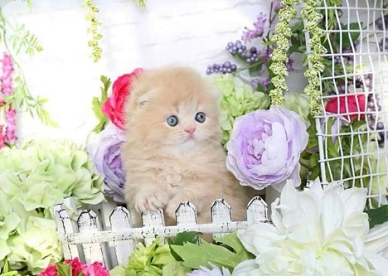 scottish kitten 70485808 3