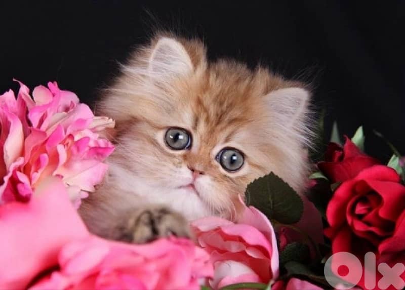 scottish kitten 70485808 4