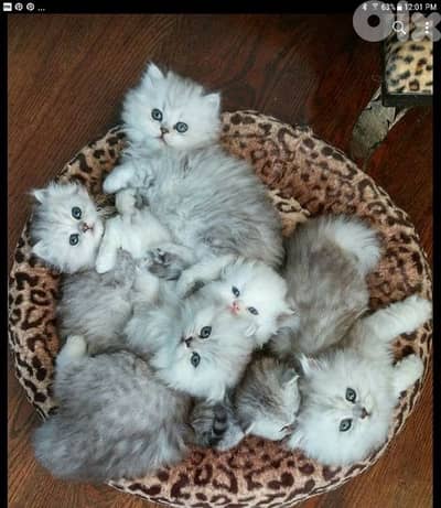 scottish kitten 70485808