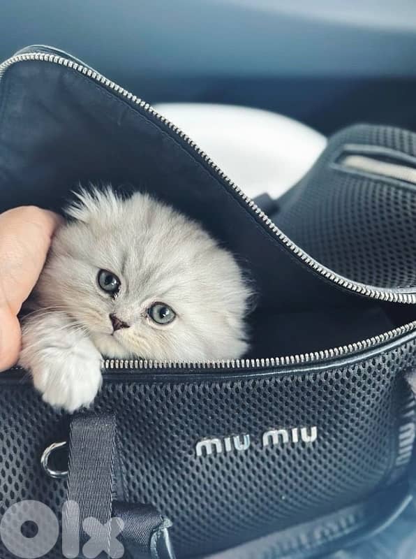 scottish kitten 70485808 6