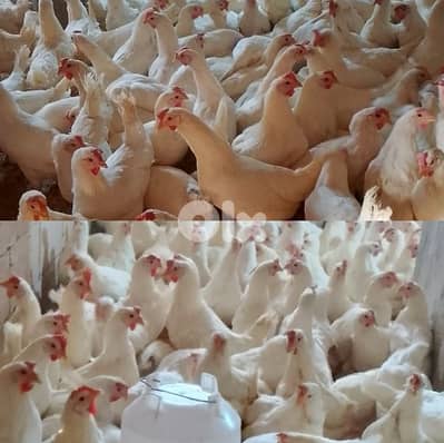 فراخ بياض عمر ٨ أشهر