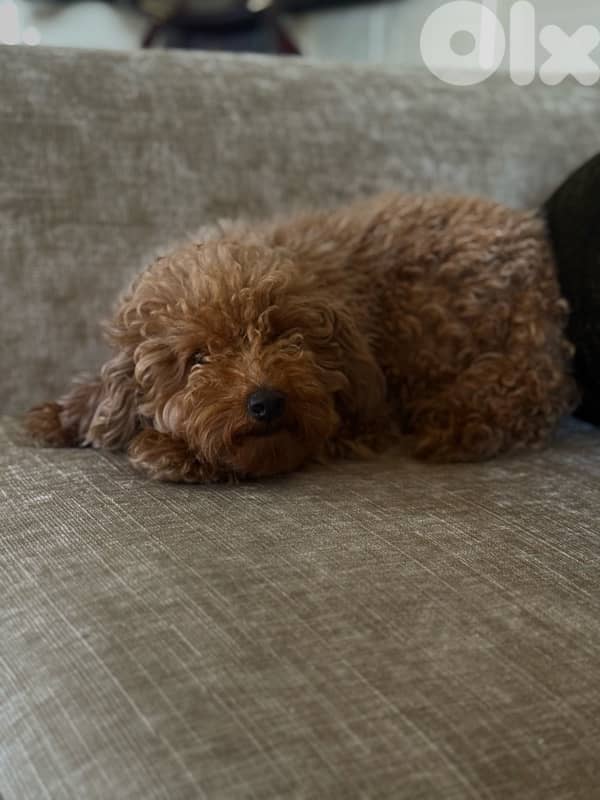 كلب poodle 4