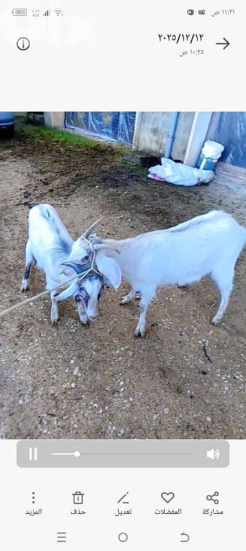 معزي للبيع ذكر وانثى