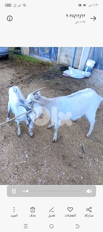 معزي للبيع ذكر وانثى 1