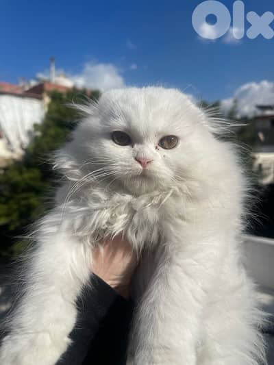 scottish female cat for sale