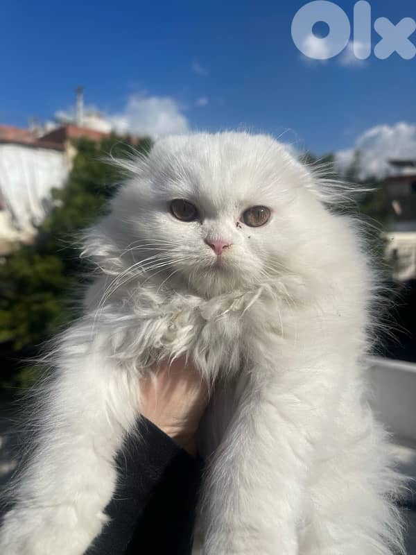 scottish female cat for sale 0