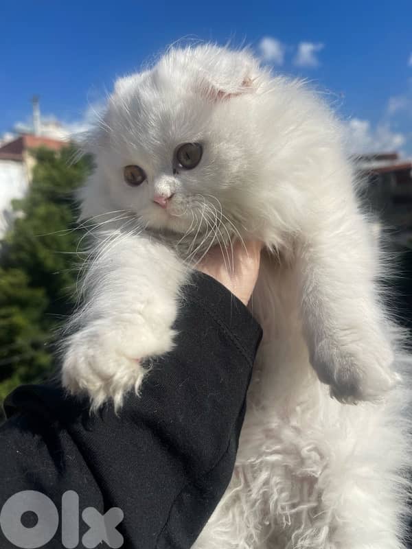 scottish female cat for sale 1