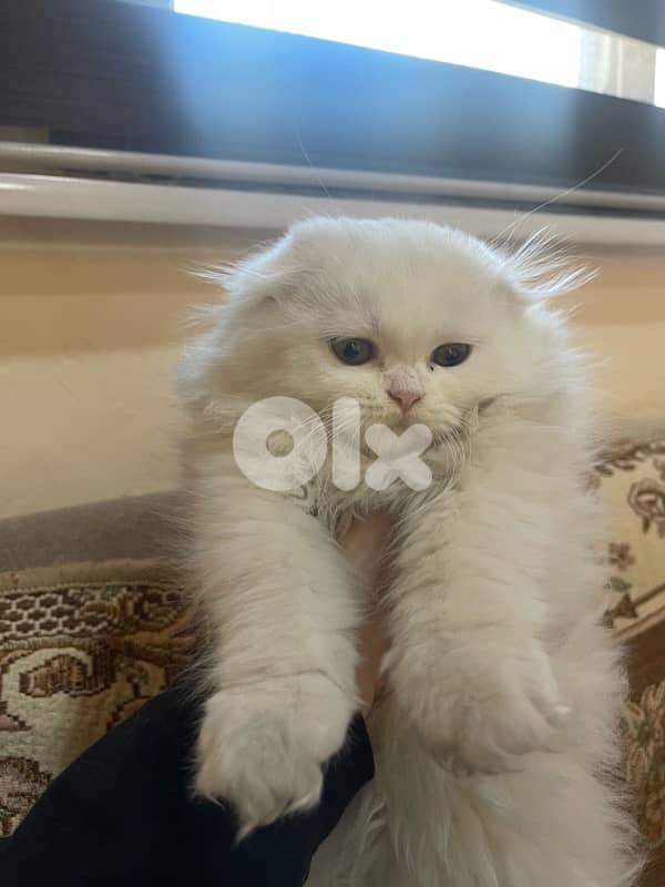 scottish female cat for sale 2