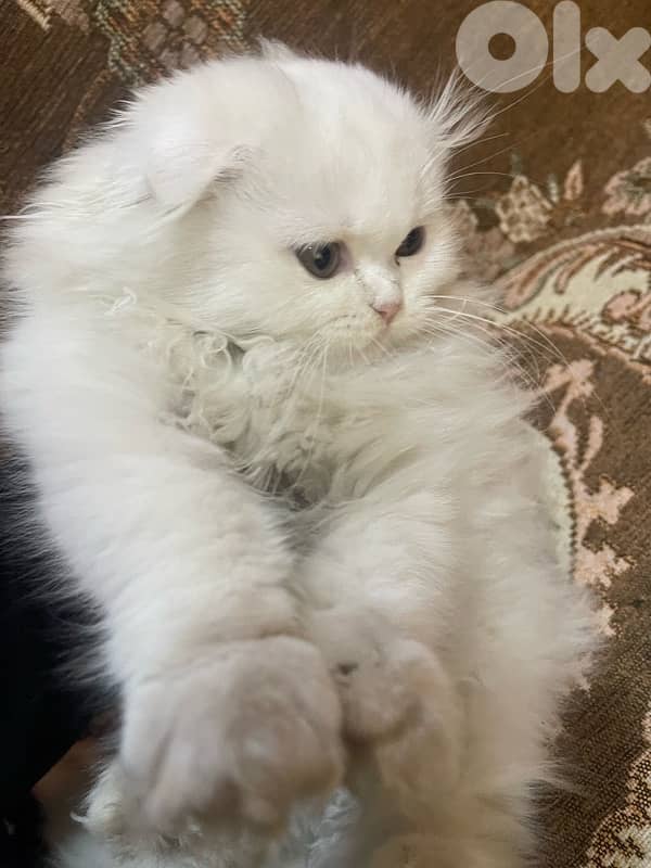 scottish female cat for sale 3