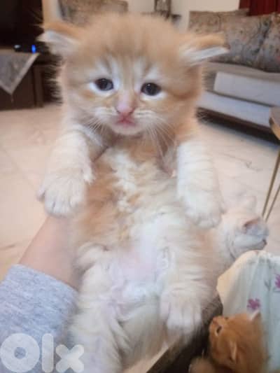mix persian kitten