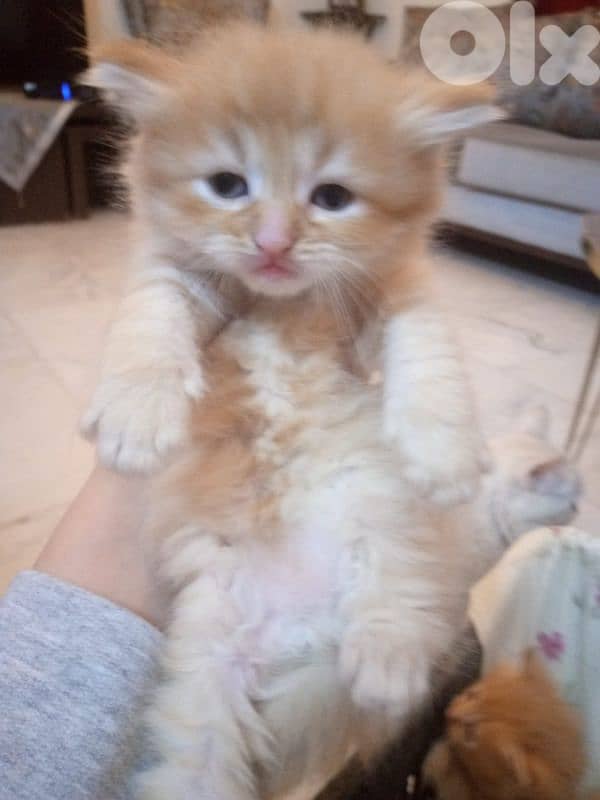 mix persian kitten 1