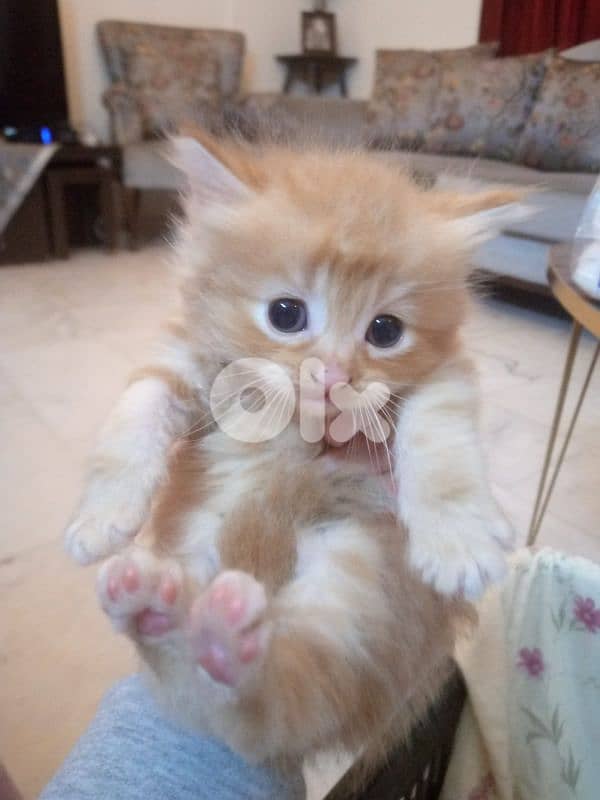 mix persian kitten 2