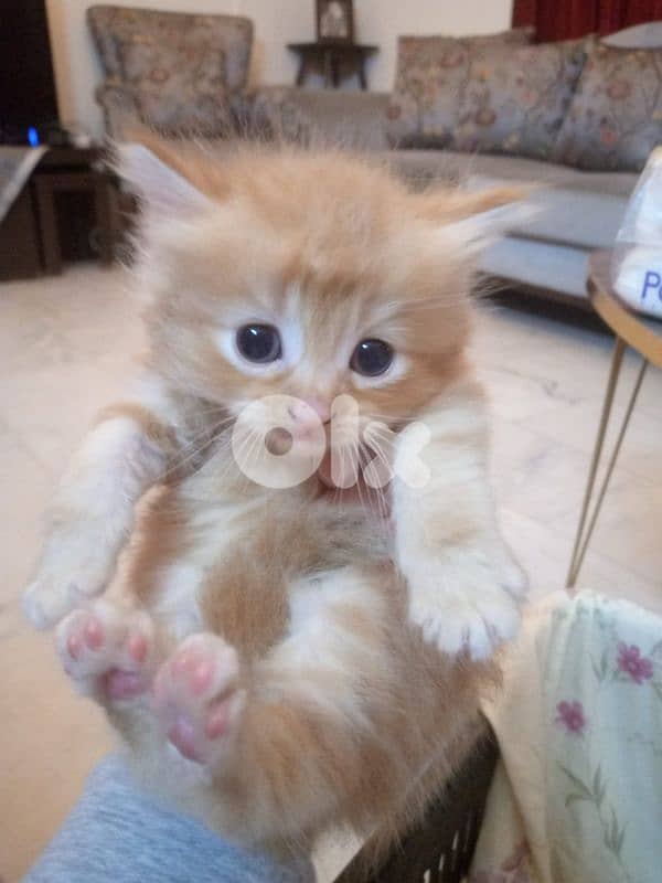 mix persian kitten 3