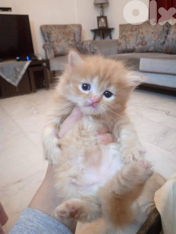 mix persian kitten 4