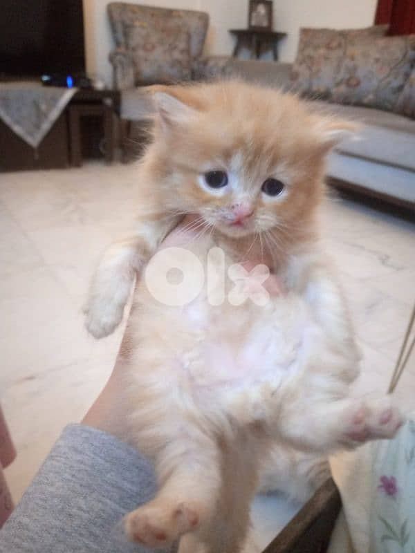 mix persian kitten 5