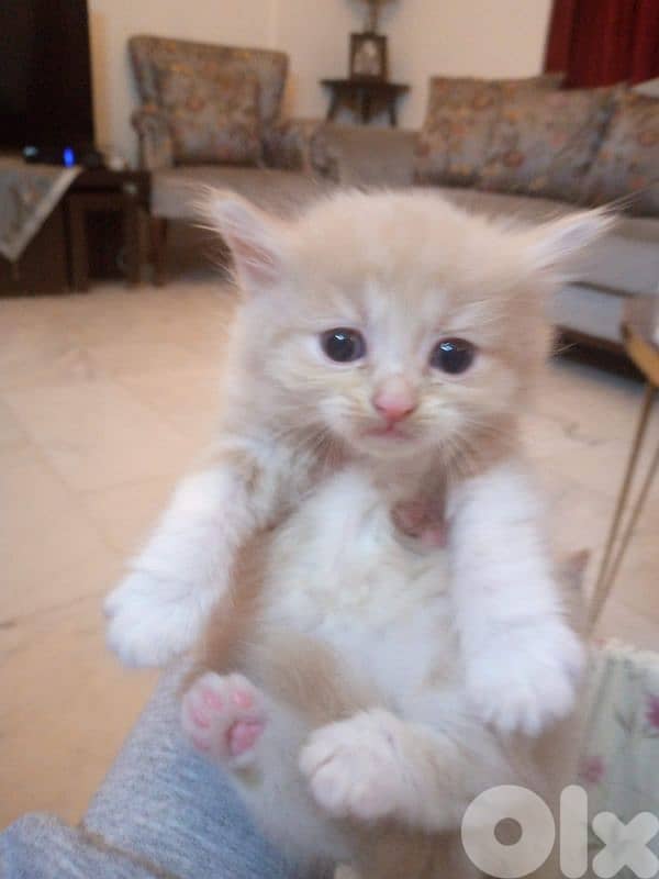 mix persian kitten 6