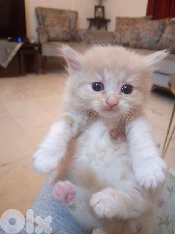 mix persian kitten 7