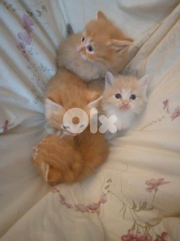 mix persian kitten 8