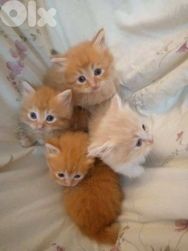 mix persian kitten 9