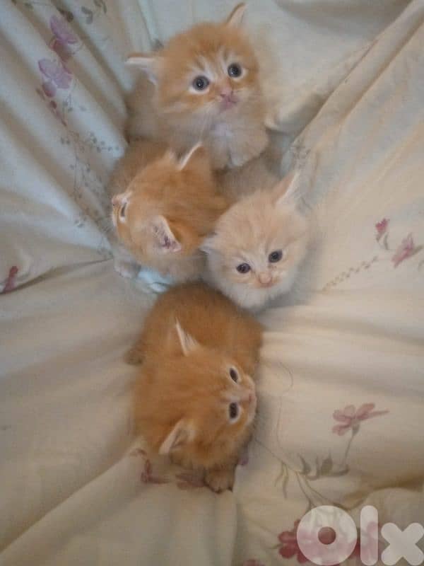 mix persian kitten 10