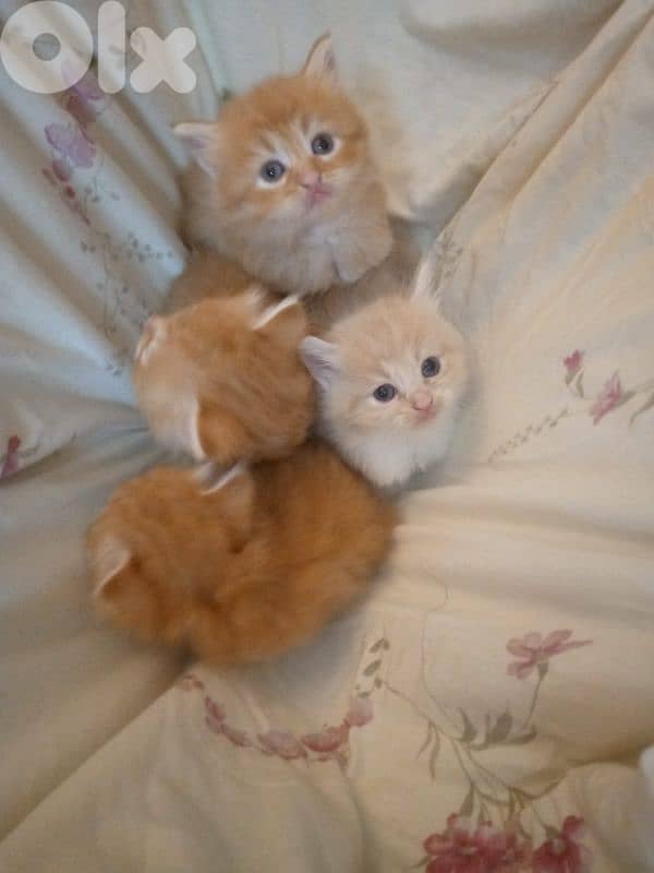 mix persian kitten 11