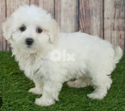 maltipoo