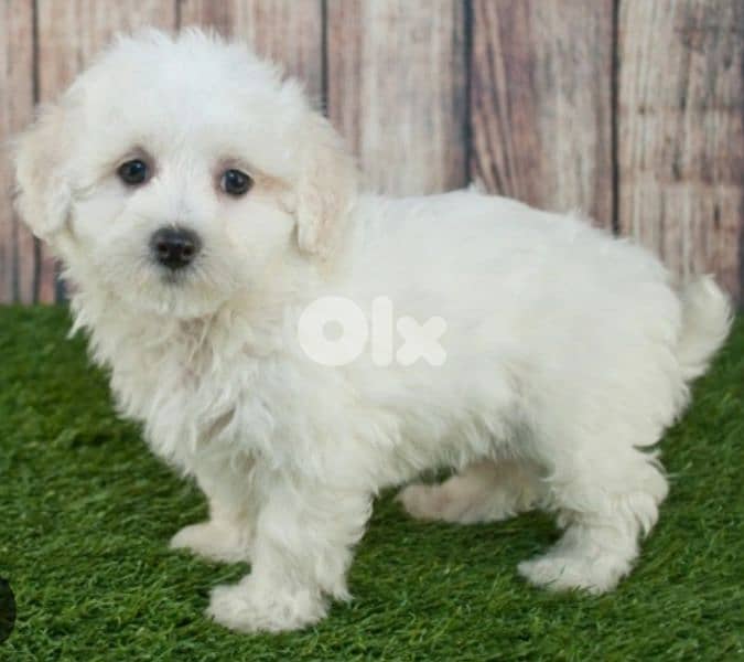 maltipoo 0