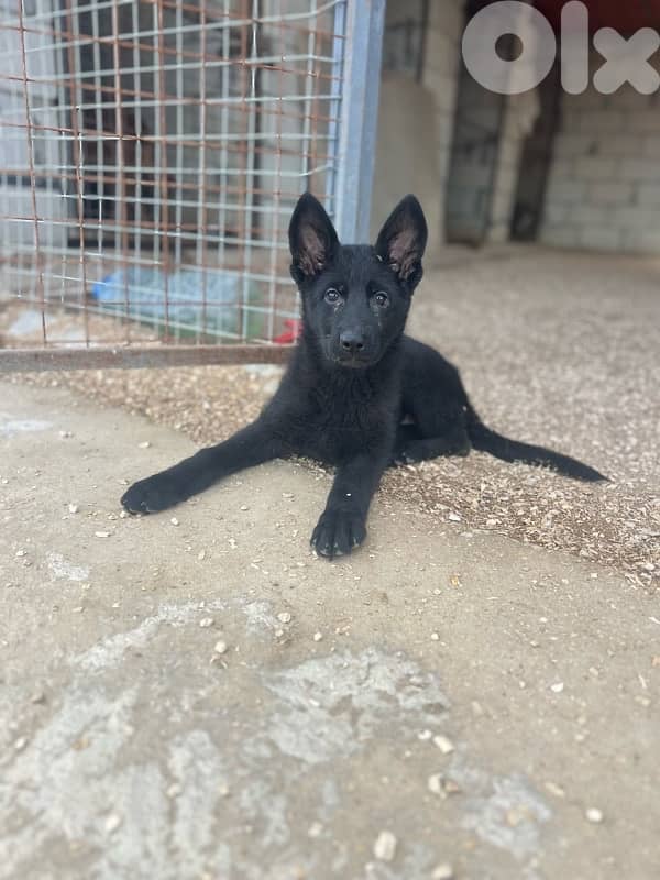 royal black German shepherd puppies (last female) 0