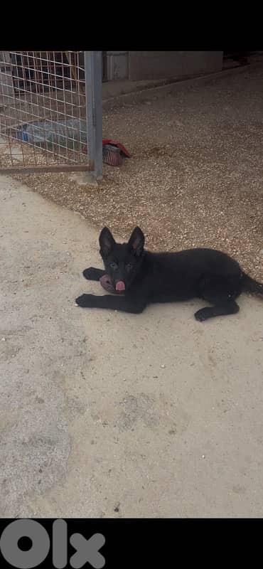royal black German shepherd puppies (last female) 1