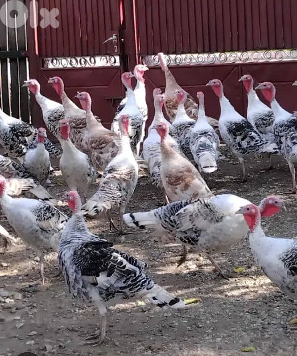 أحلى الأسعار 0