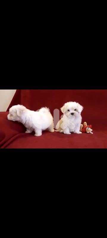 أحلى الأسعار 0