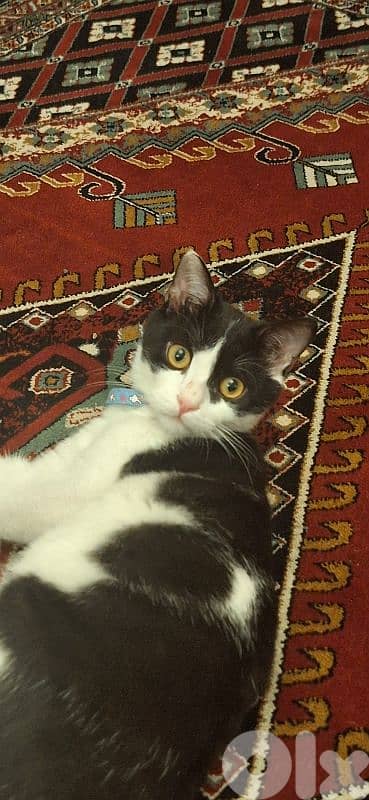 Scar for adoption, free