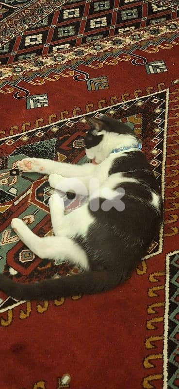 Scar for adoption, free 1